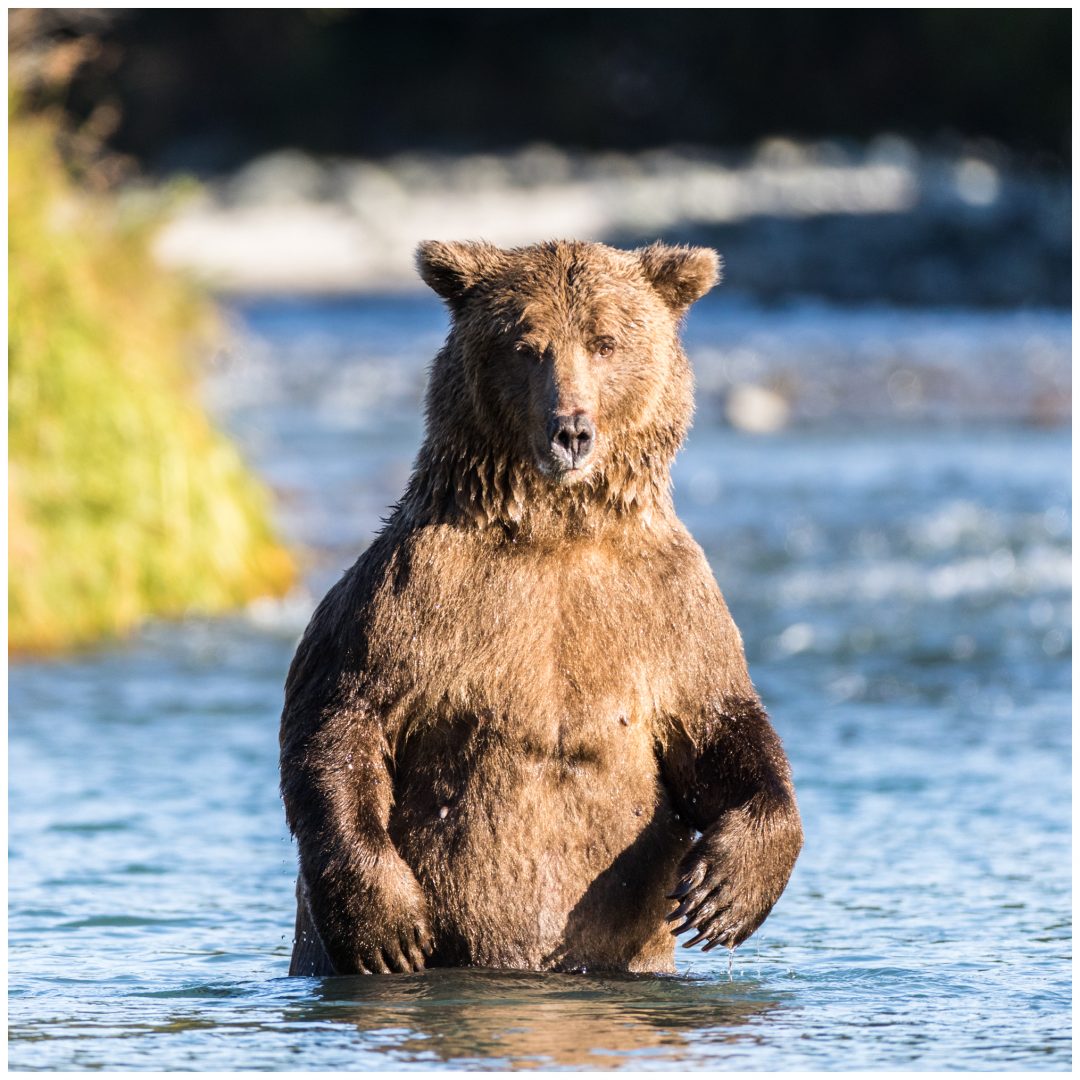 Alaska Peninsula Brown Bears 2018 | Daniel Luedin Photography