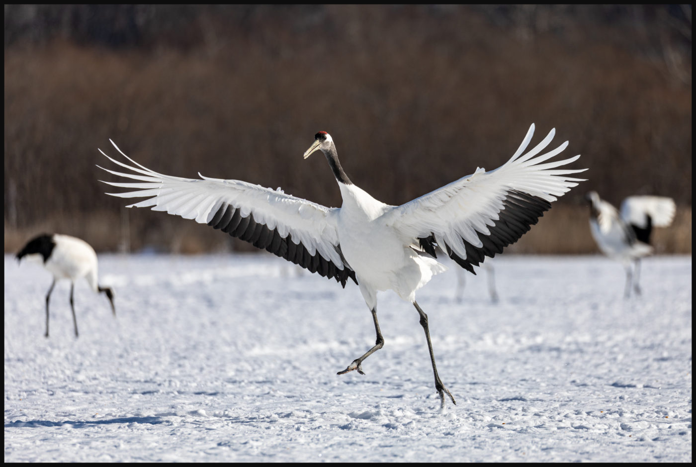 Red-crowned Cranes On Hokkaido – Japan 